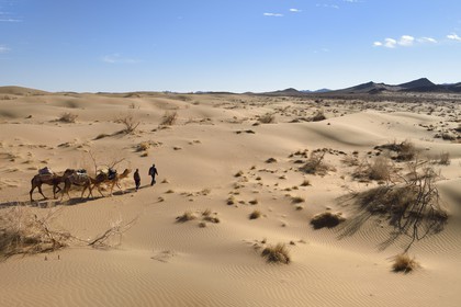 Iran, Province d'Ispahan, désert du Dasht-e Kavir, Mesr dans la région de Khur et Biabanak, caravane de dromadaires dans les dunes lors d'une randonnée chamelière