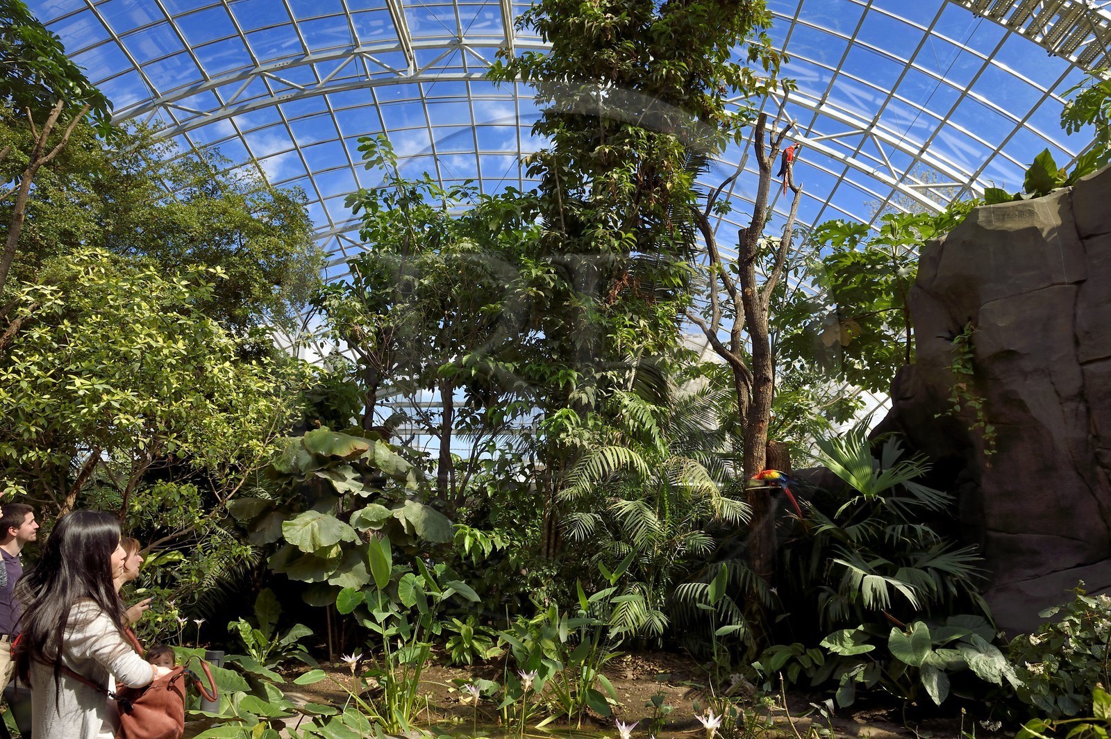 France, Paris (75), Le Parc zoologique de Paris (Zoo de Vincennes), visiteurs admirant un Ara rouge (Ara macao) dans la biozone Guyane sous la Grande Serre