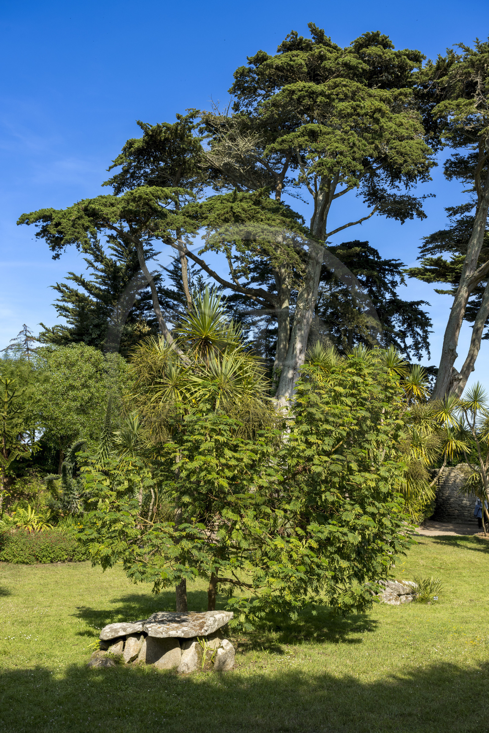 France, Finistère (29), Iles du Ponant, Ile de Batz, jardin Georges Delaselle ou jardin colonial, jardin exotique présentant une collection botanique provenant des cinq continents et vestiges d'une nécropole de l'âge de bronze