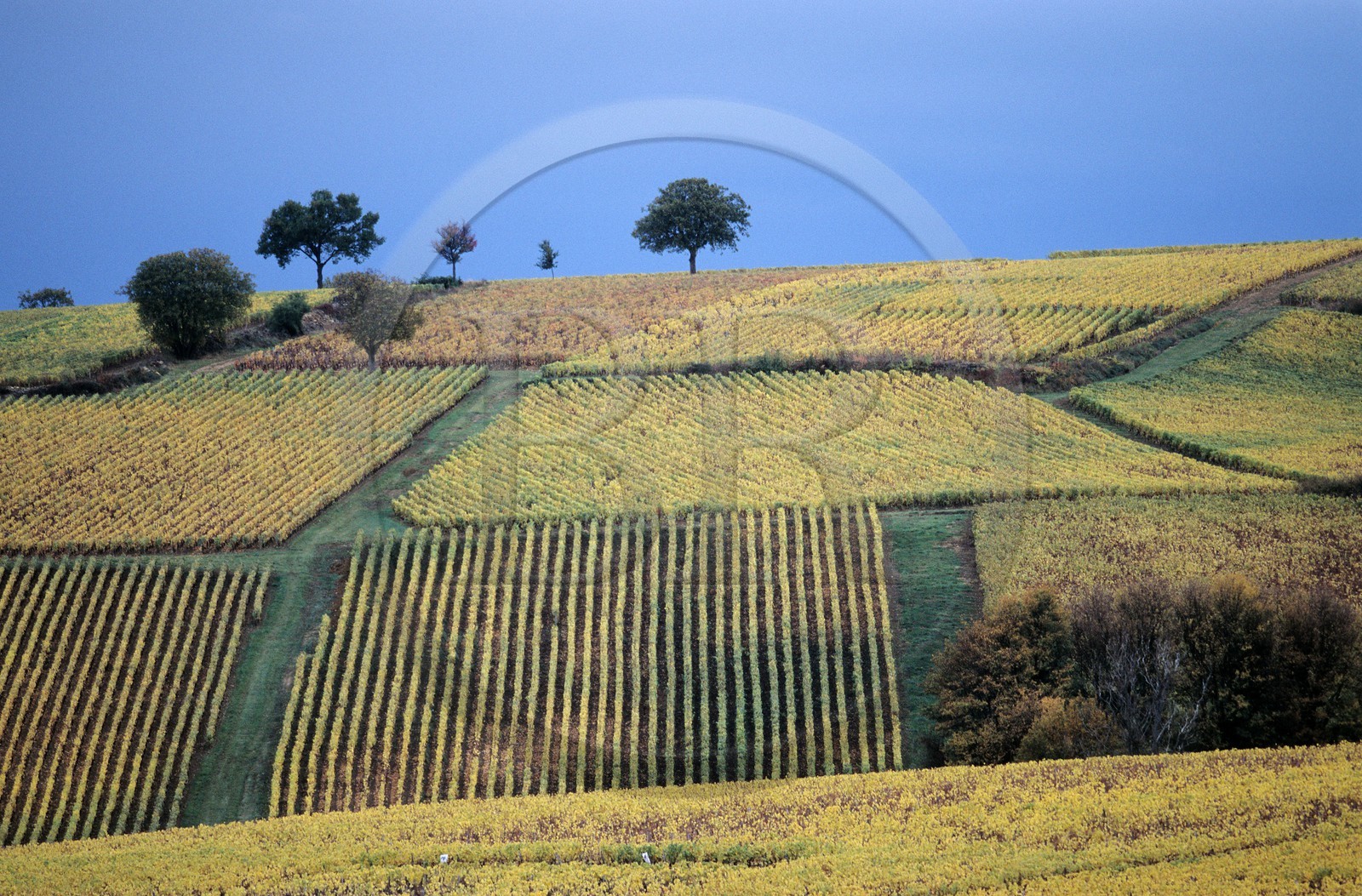 France, Saone et Loire, Chalon region South of Buxy, vineyard, autumn