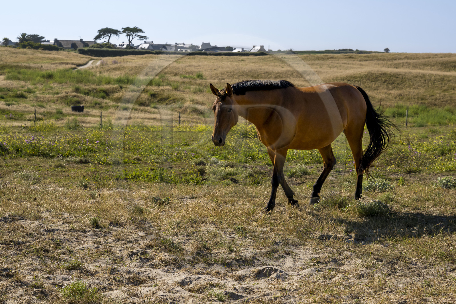 France, Finistère (29), Iles du Ponant, Ile de Batz, cheval dans la lande