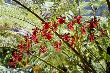 France, Ile de la Reunion, Cirque de Salazie, classé Patrimoine Mondial de l'UNESCO, Hell-Bourg, labellisé les Plus Beaux Villages de France, les luxuriant jardins de la Villa ou Maison Folio, cambria orchidée