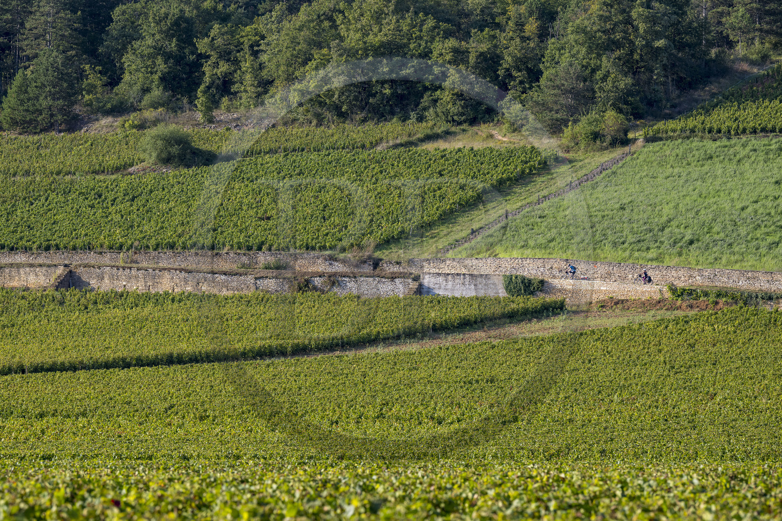 France, Côte-d'Or (21), les climats de Bourgogne classés Patrimoine Mondial de l'UNESCO, Route des Grands Crus, vignoble de la Côte de Beaune, Savigny-les-Beaune, cyclistes dans le vignoble