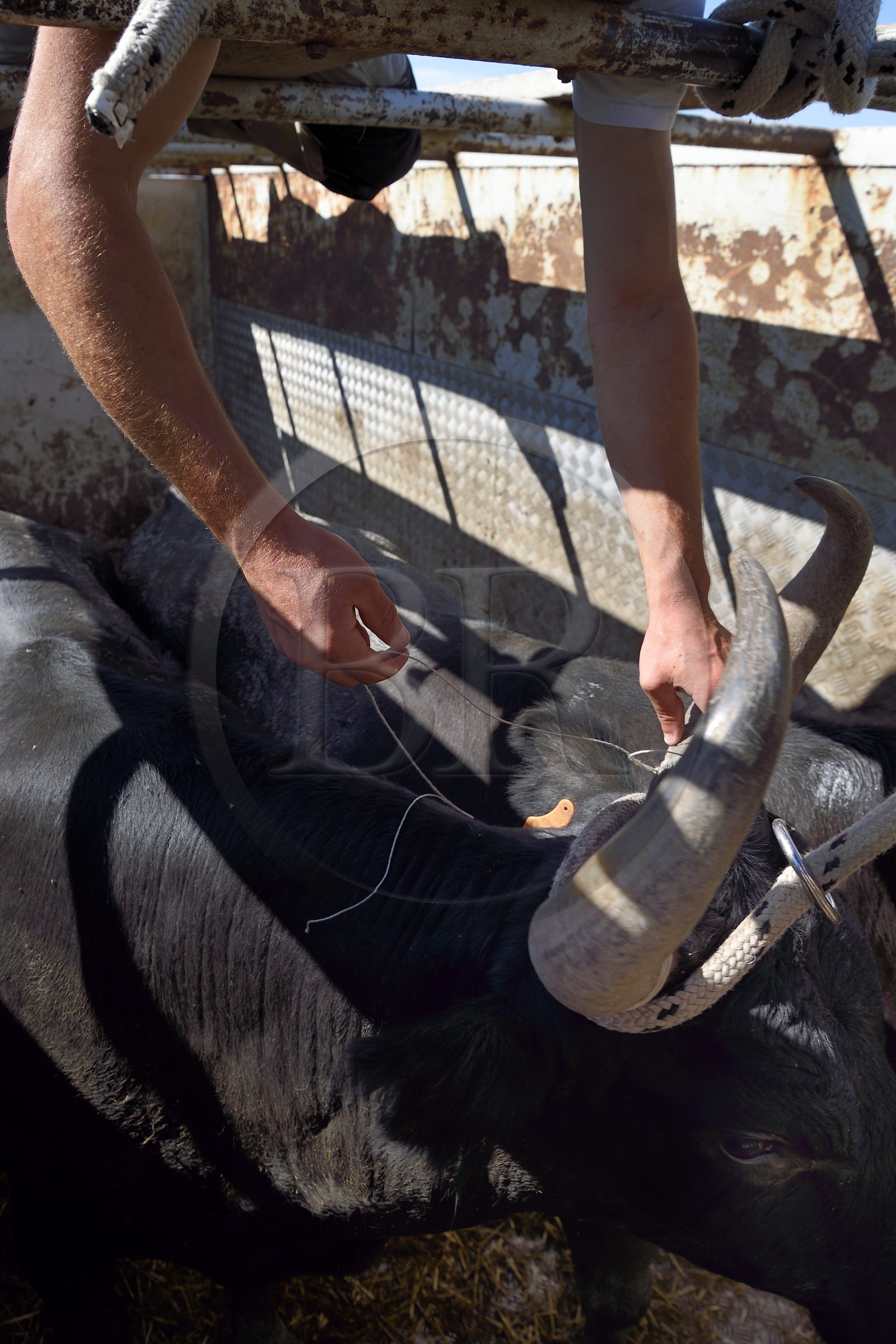 France, Bouches-du-Rhône (13), Parc naturel régional de Camargue, manade Jacques Mailhan, encocardement du taureau qui va participer à la course camarguaise