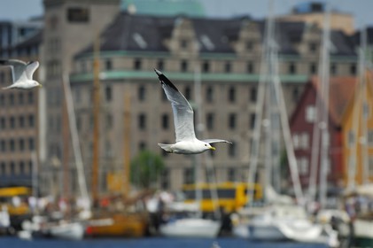 Norway, Hordaland, Bergen,  seagull
