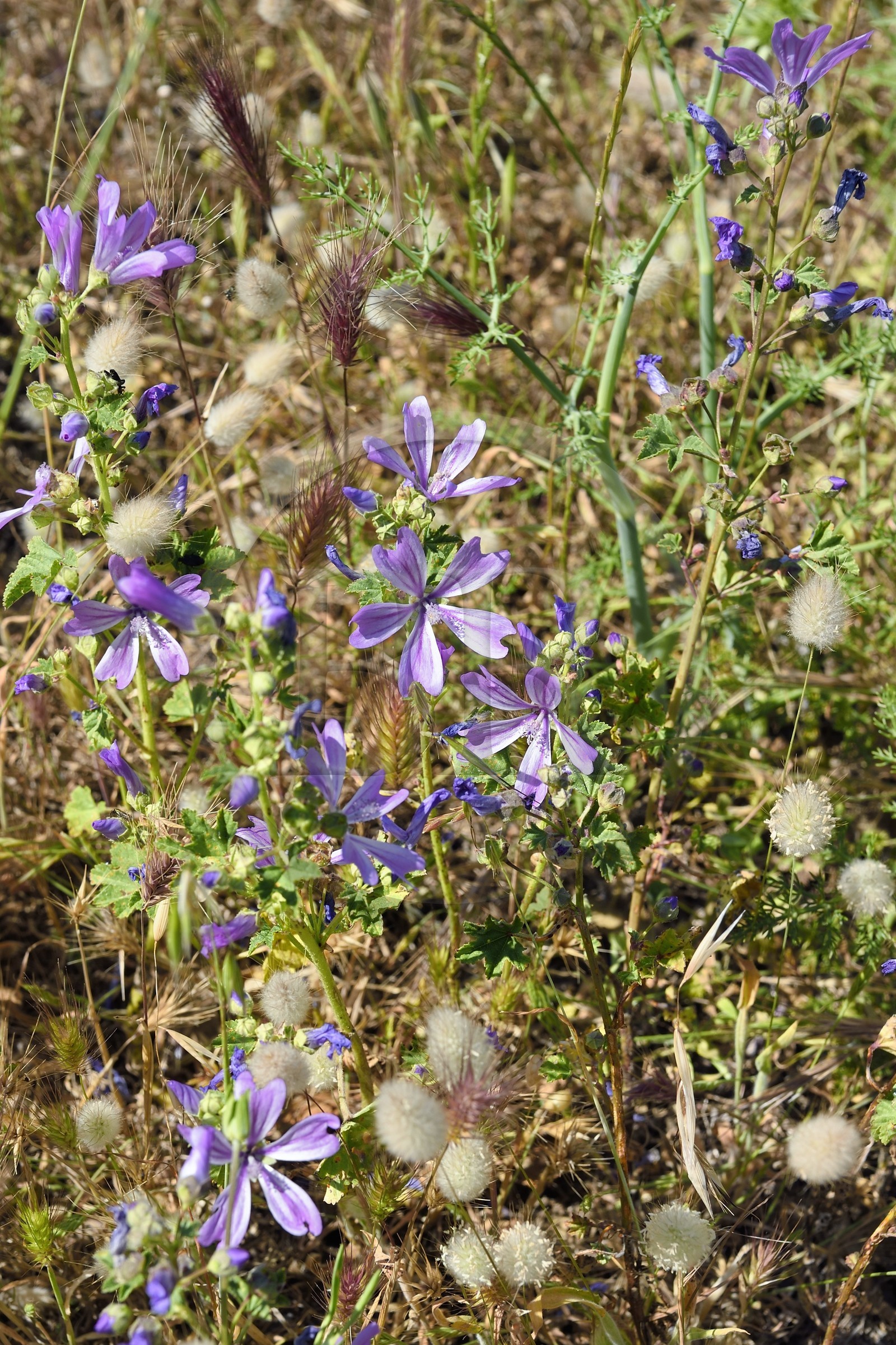 France, Var (83), Six-Fours-les-Plages,