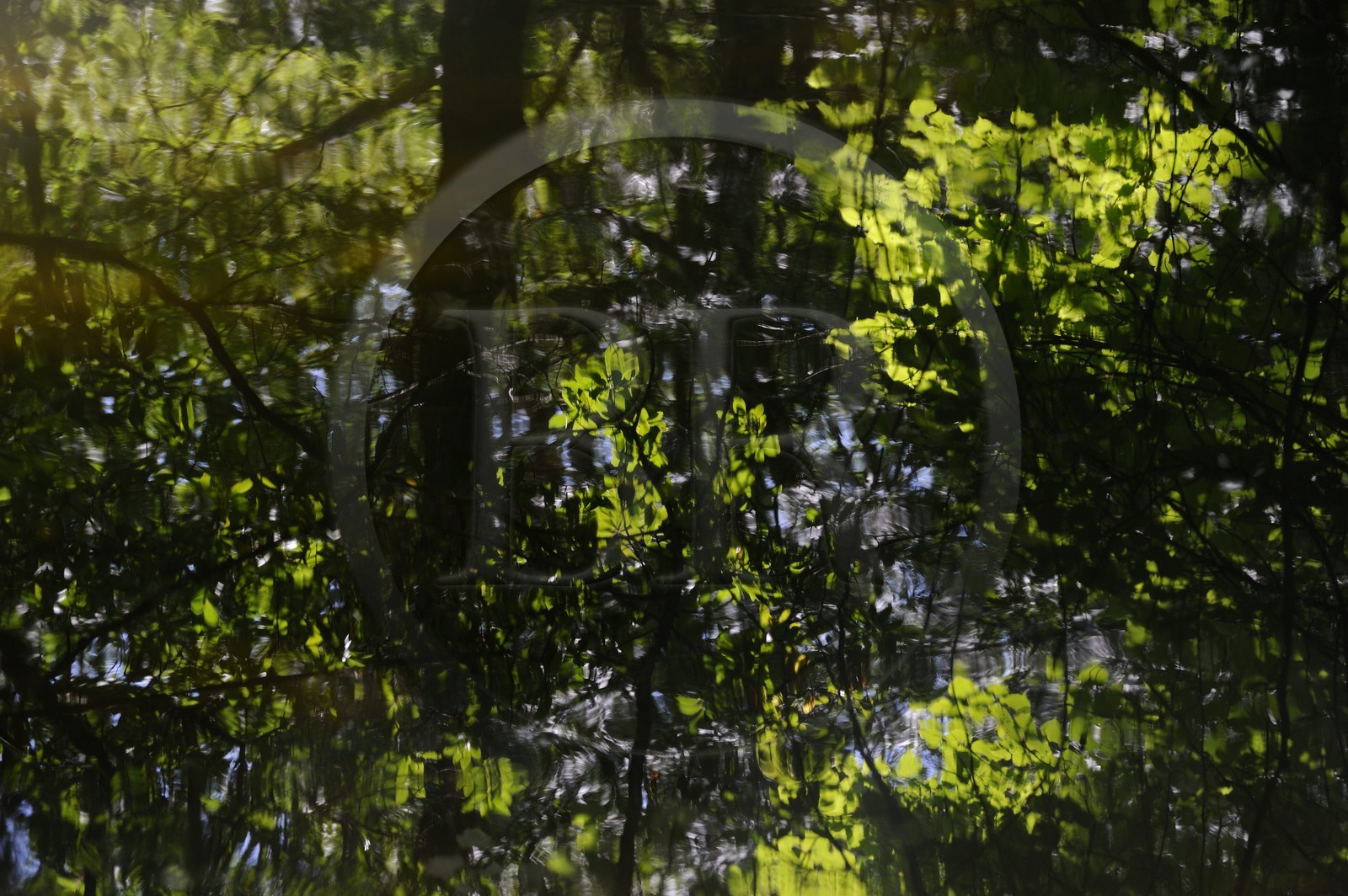 France, Var (83), Provence Verte, Tourves, rivière du Caramy dans les Gorges du Caramy