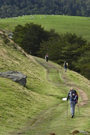 France, Pyrenees Atlantiques, Basque Country, Camino de Santiago (the Way of St. James) on the GR 65 between Saint Jean Pied de Port and Roncesvalles, pilgrims on the slopes of the Leizar Atheka