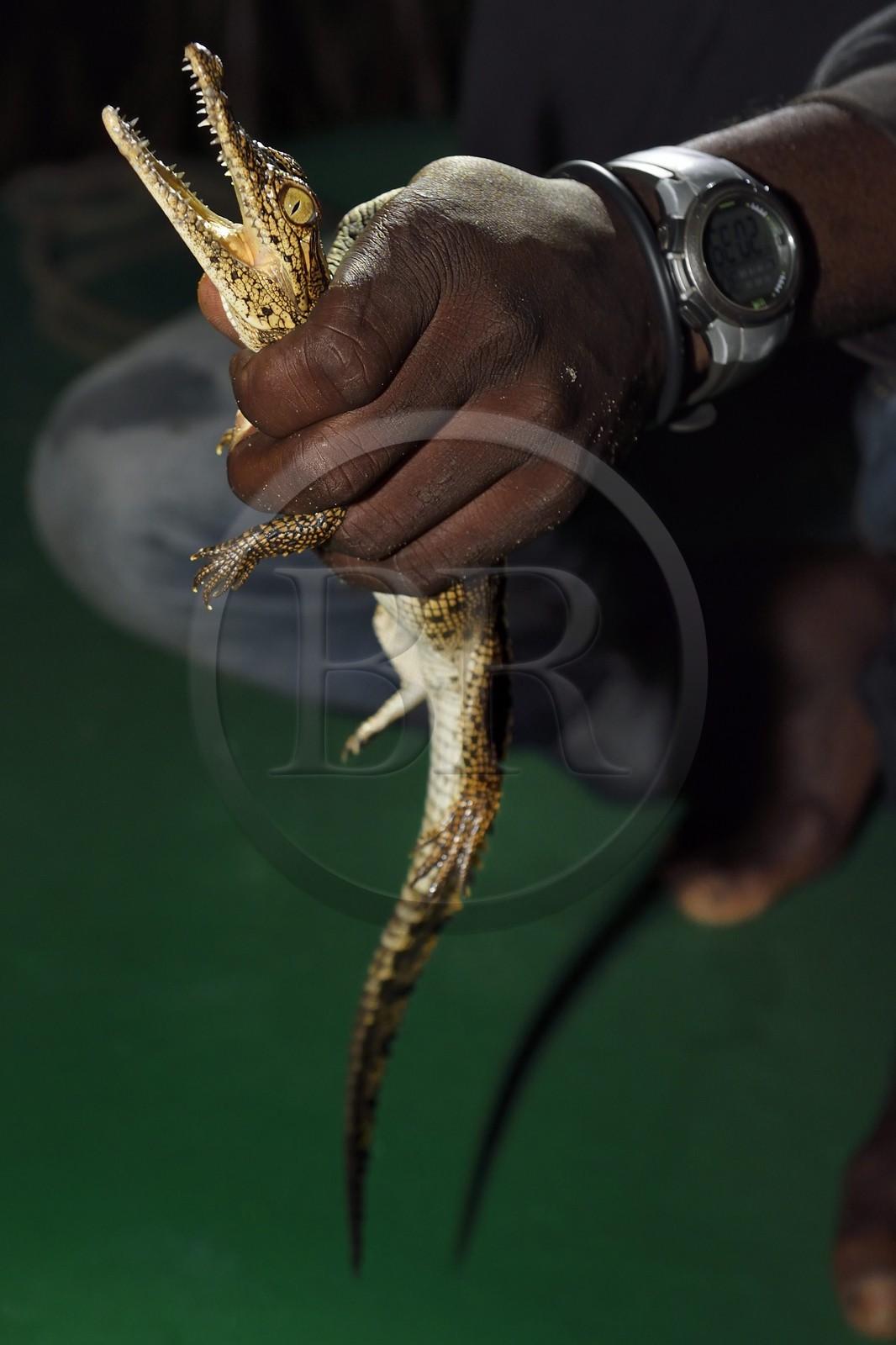 Gabon, province de Ogooué- Maritime, Parc National du Loango, observation de nuit d'un jeune crocodile dans la Lagune Iguéla