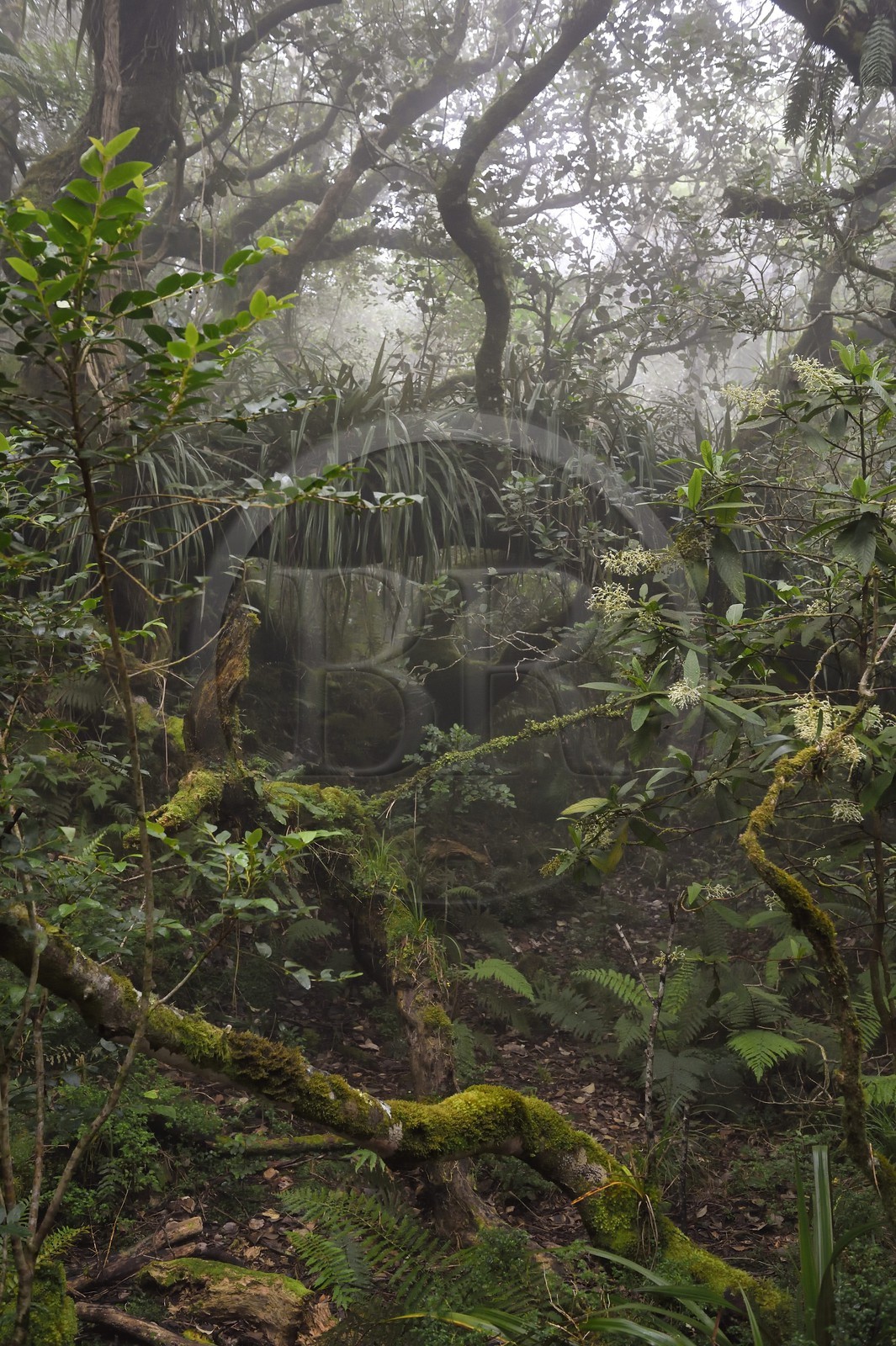 France, Ile de la Reunion, Le Tampon, forêt de Notre-Dame de la Paix en bordure de la Riviere des Remparts sur les pentes du volcan du Piton de la Fournaise