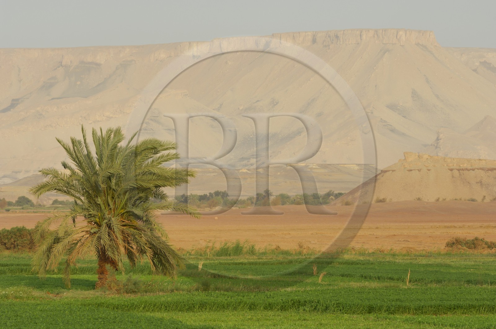 Egypte, désert libyque, oasis de Dakhla, travaux des champs