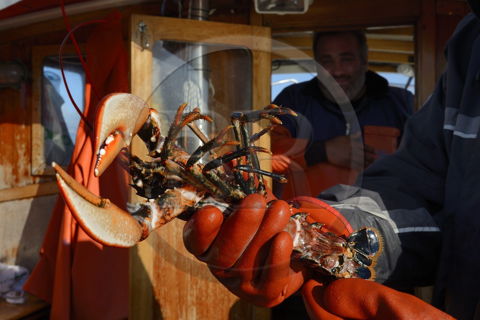Suède, Västra Götaland, Iles Koster, sortie en mer pour récupérer les casiers à homards, homard