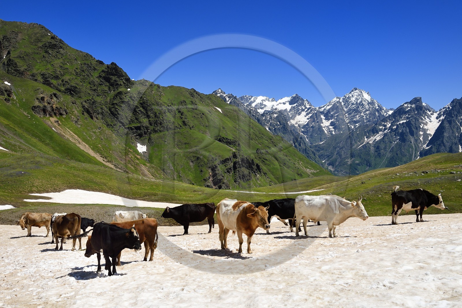 Géorgie, Haute Svanétie (Zemo Svaneti), Mestia, troupeau de vache autour du lac Koruldi sur les contrefort du mont Ouchba (Ushba)