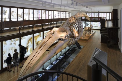 France, Loire-Atlantique (44), Nantes, muséum d'histoire naturelle