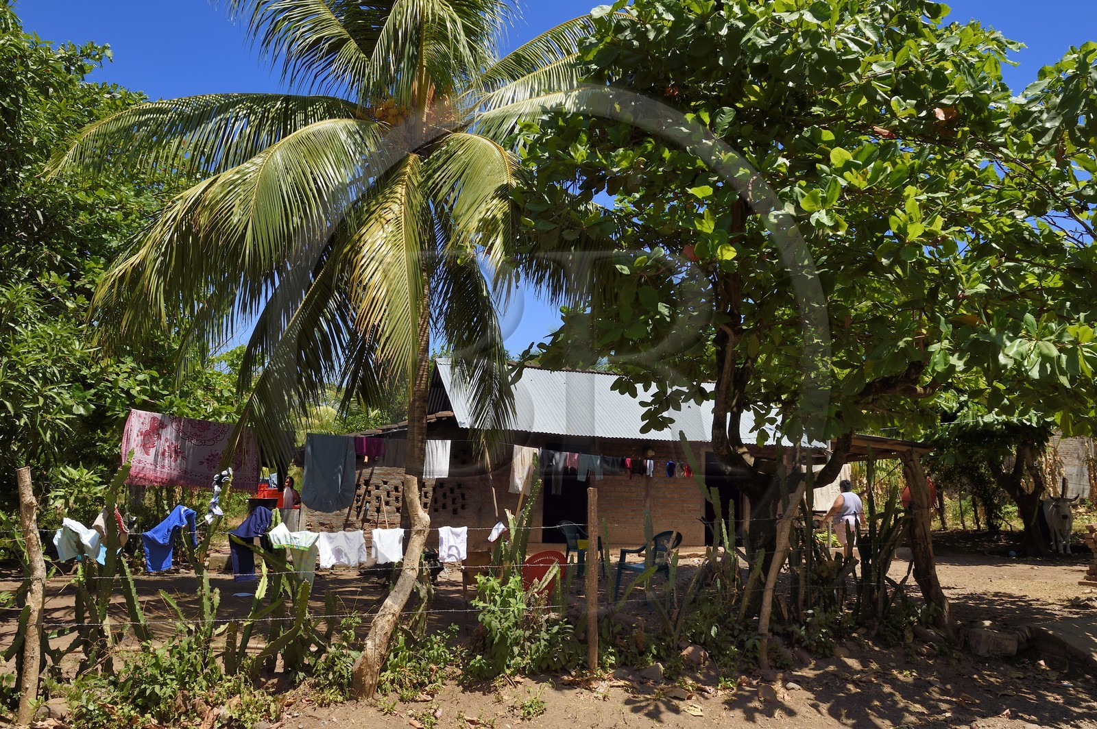 Nicaragua, Ile d'Ometepe sur le lac Nicaragua, village de Merida