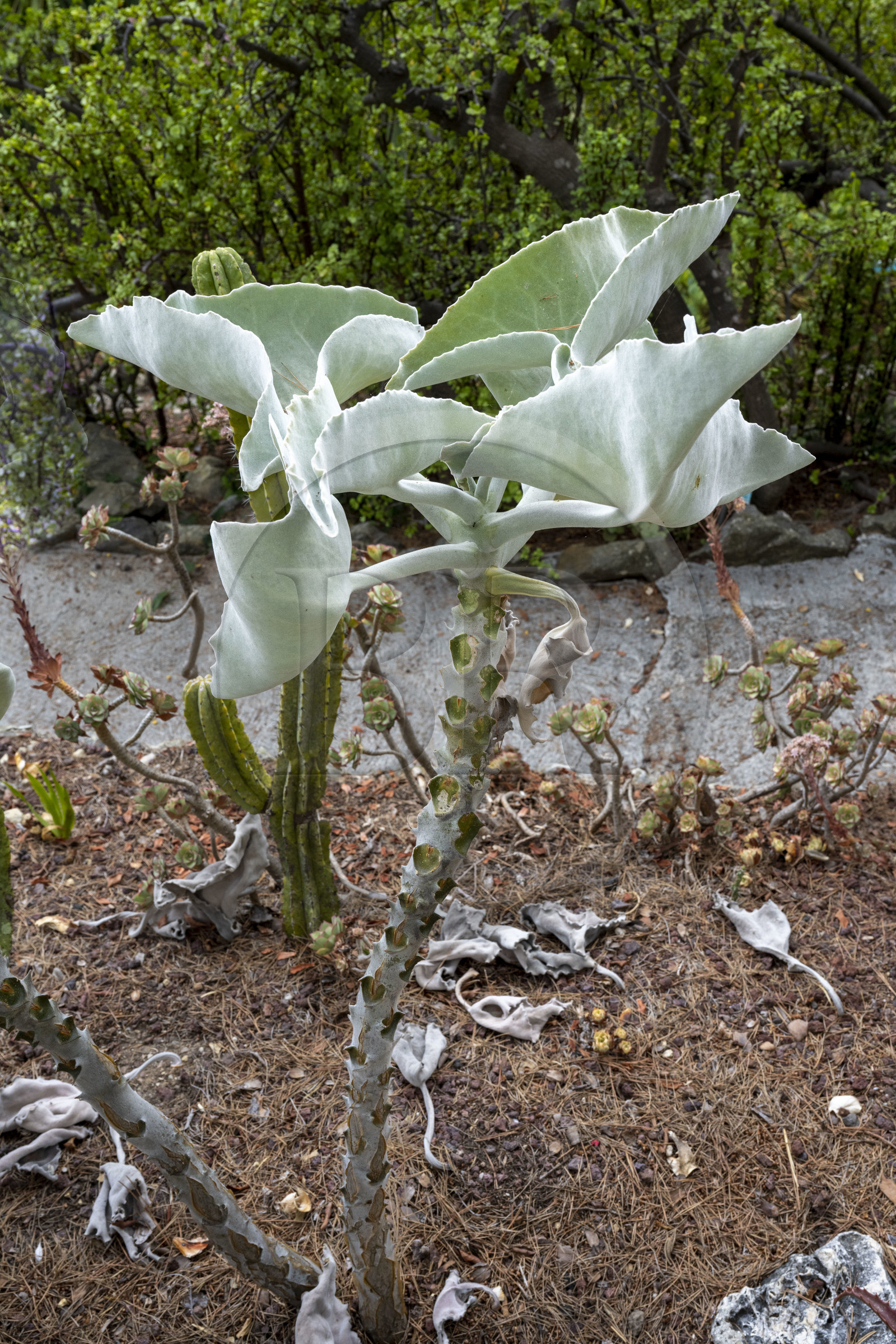 France, Alpes-Maritimes (06), Saint Jean Cap Ferrat, Villa et Jardins Ephrussi de Rothschild, Kalanchoe beharensis ou Kalanchoé à oreilles d'éléphant