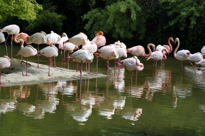 France, Rhone, Lyon, Parc de la Tete d'Or (Tete d'Or park), the zoo, the flamingos