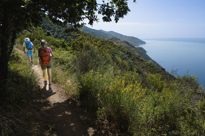 Italie, Ligurie, Cinque Terre, parc national des Cinque Terre classé Patrimoine Mondial de l'UNESCO, village de Vernazza, randonnée sur le sentier GR 582 entre le sanctuaire de Nostra Signora de Soviore et de Nostra Signora di Reggio sur les hauteurs de Vernazza