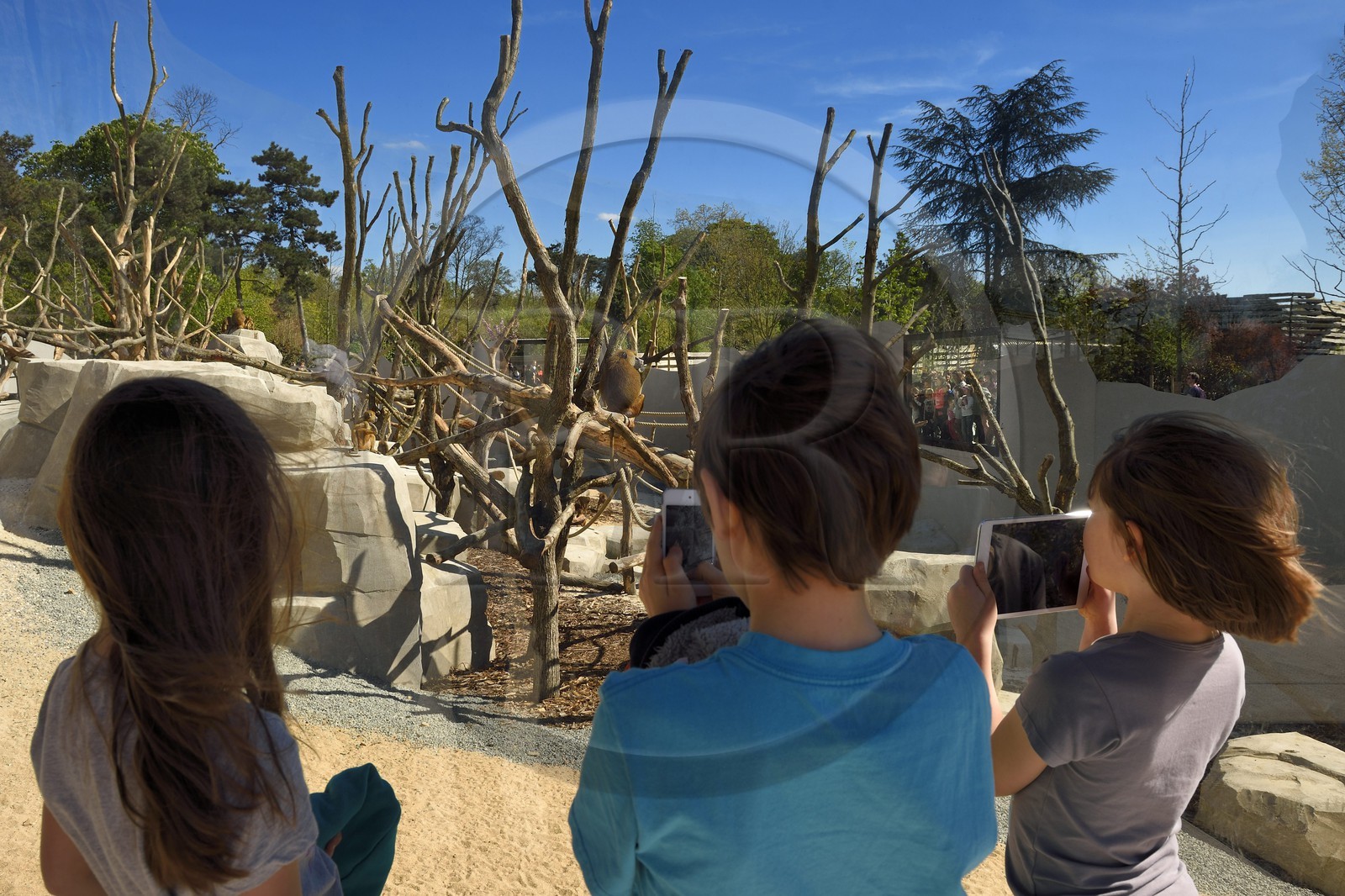 France, Paris (75), Le Parc zoologique de Paris (Zoo de Vincennes), la biozone Sahel-Soudan, babouins de Guinée (Papio papio) dans un vaste enclos sous le Grand Rocher