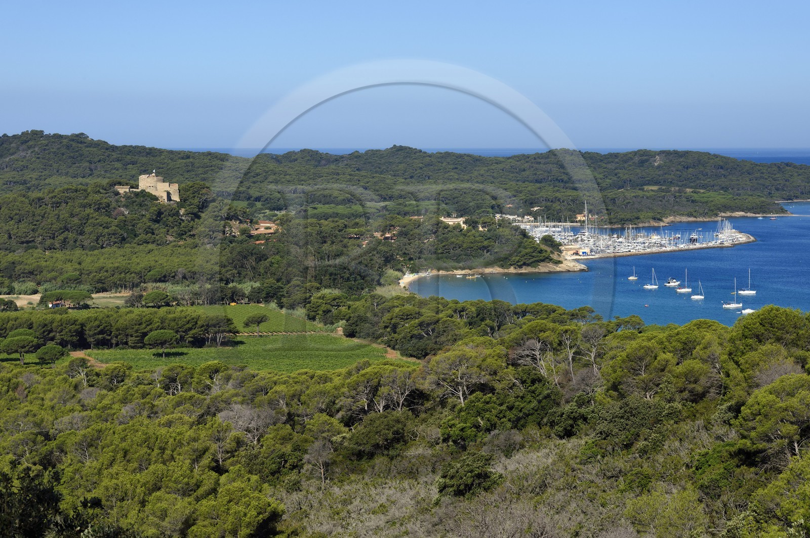 France, Var (83), Iles d'Hyères, parc national de Port Cros, Ile de Porquerolles, les vignes de la plaine de la Courtade dominées par le Fort Sainte Agathe
