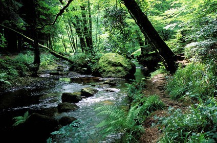 France, Finistère (29), Huelgoat, chaos de rochers, la rivière d'Argent dans la forêt
