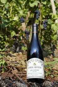 France, Rhône (69), Parc Naturel Régional du Pilat, Ampuis, vignoble AOC Côte Rôtie du domaine de Gilles Barge