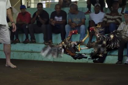 France, Ile de la Reunion, Petit Tampon, combat de coqs dans le Rond de Coq