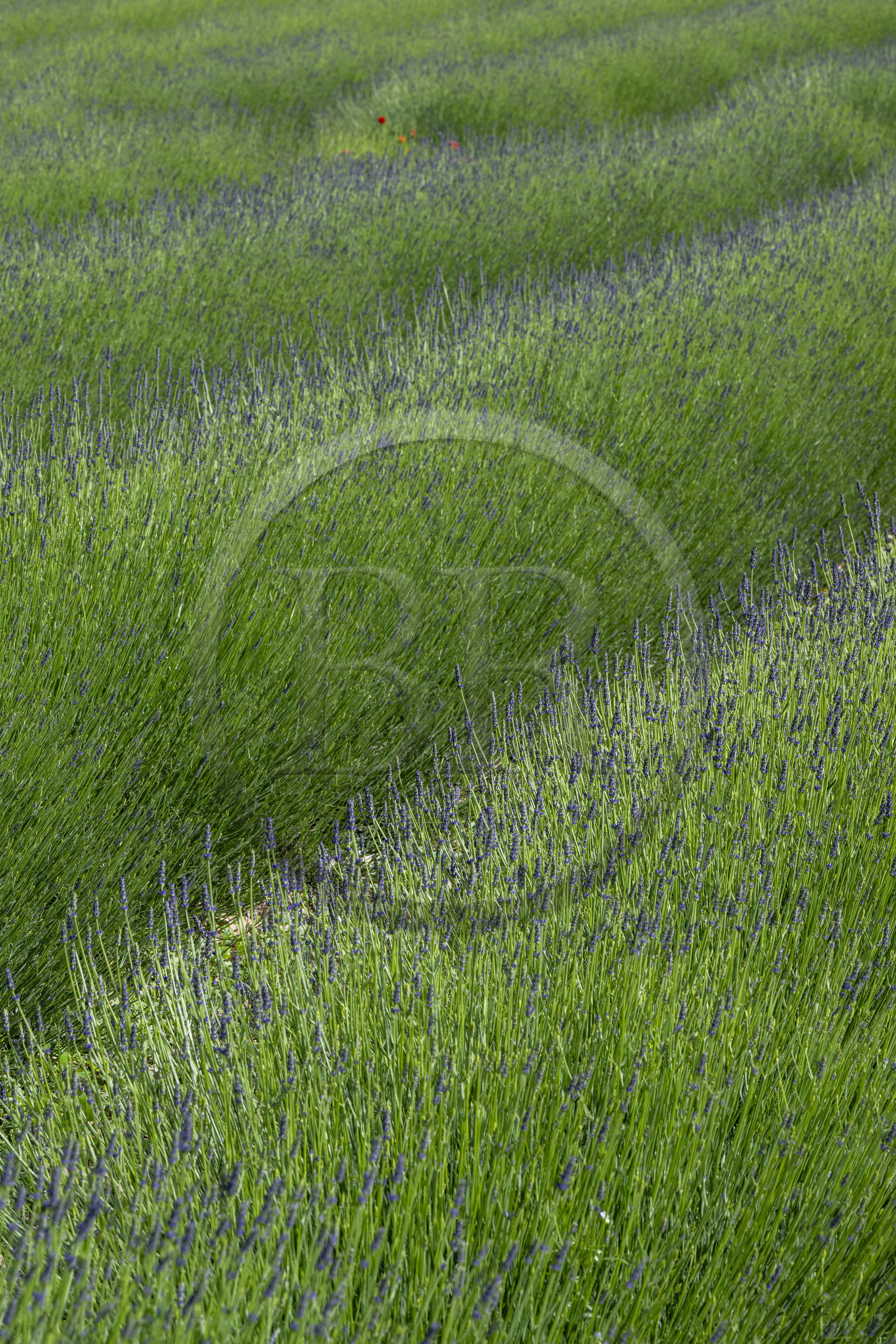 France, Drome, regional natural park of Baronnies provencales, Izon-la-Bruisse, lavender field