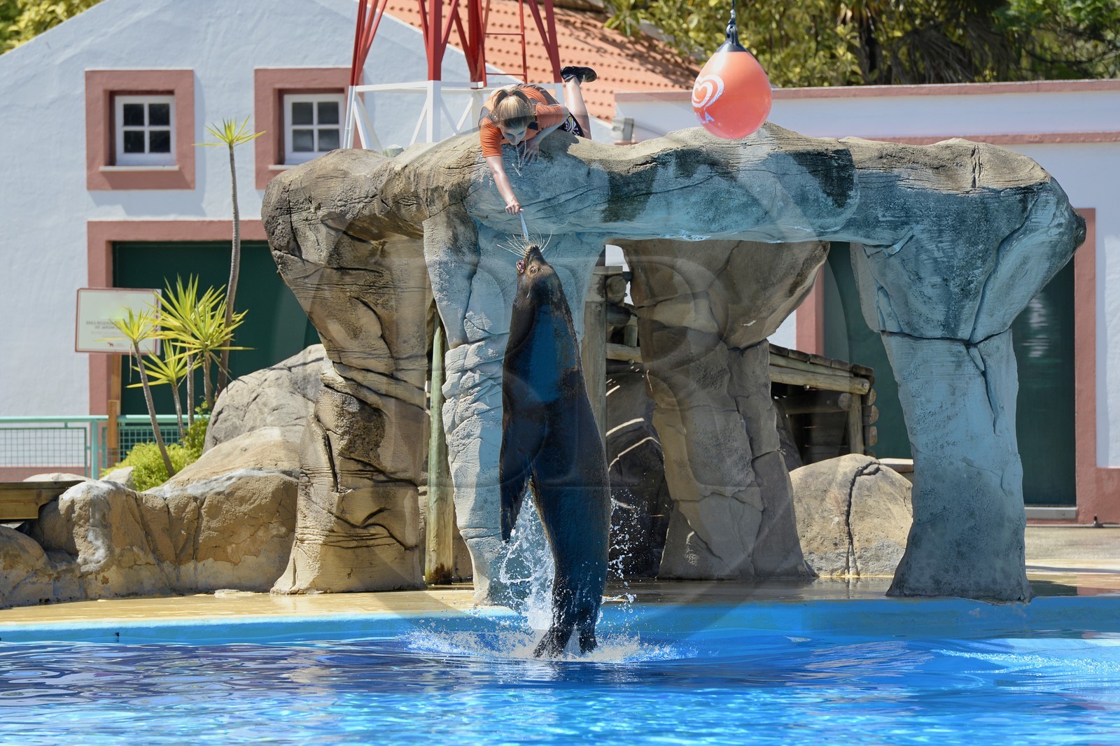 Portugal, Lisbonne, Jardin zoologique, le delphinarium, spectacle avec une otarie