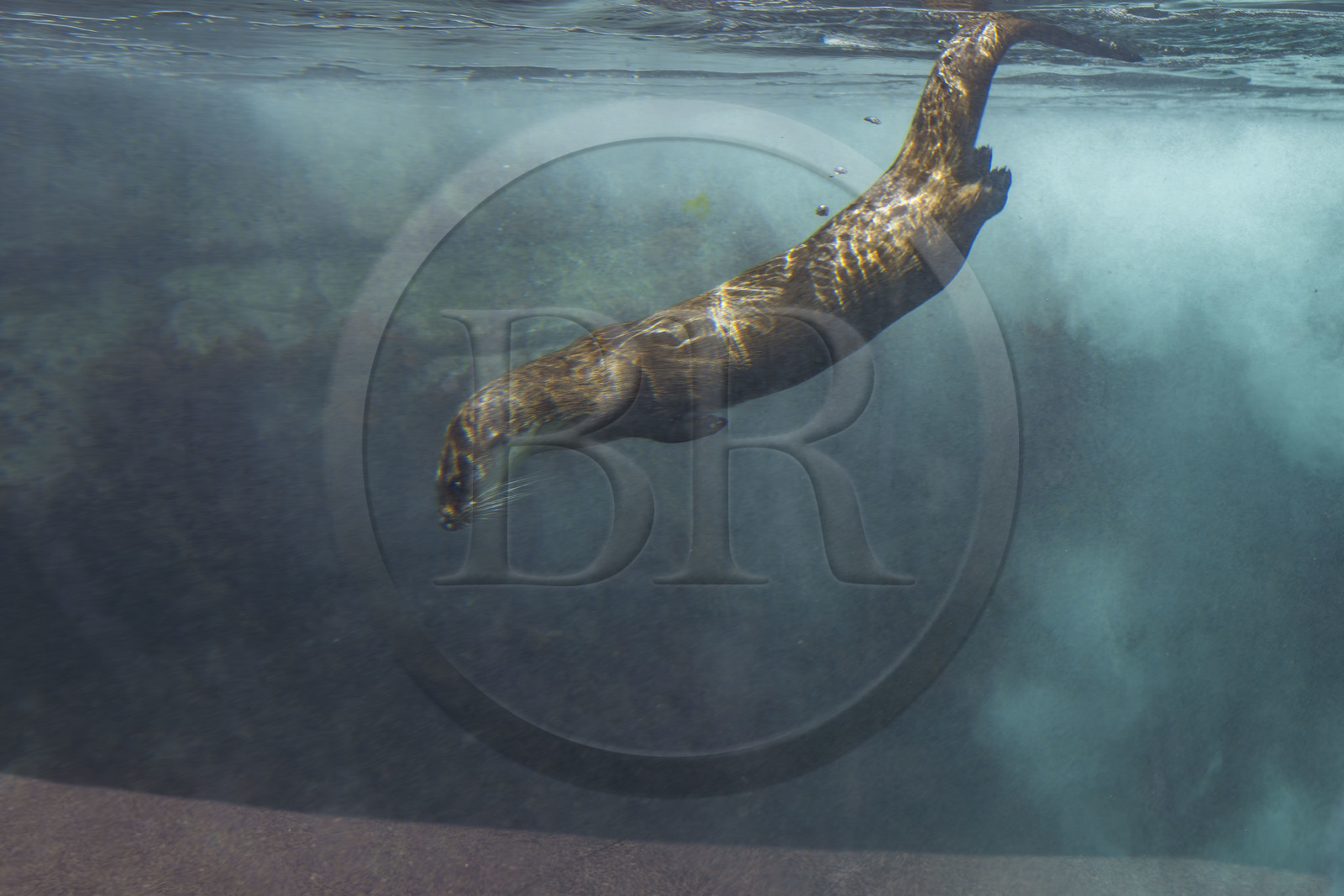 France, Finistère (29), Brest, Océanopolis, musée de la mer, loutre d'Europe (Lutra lutra)