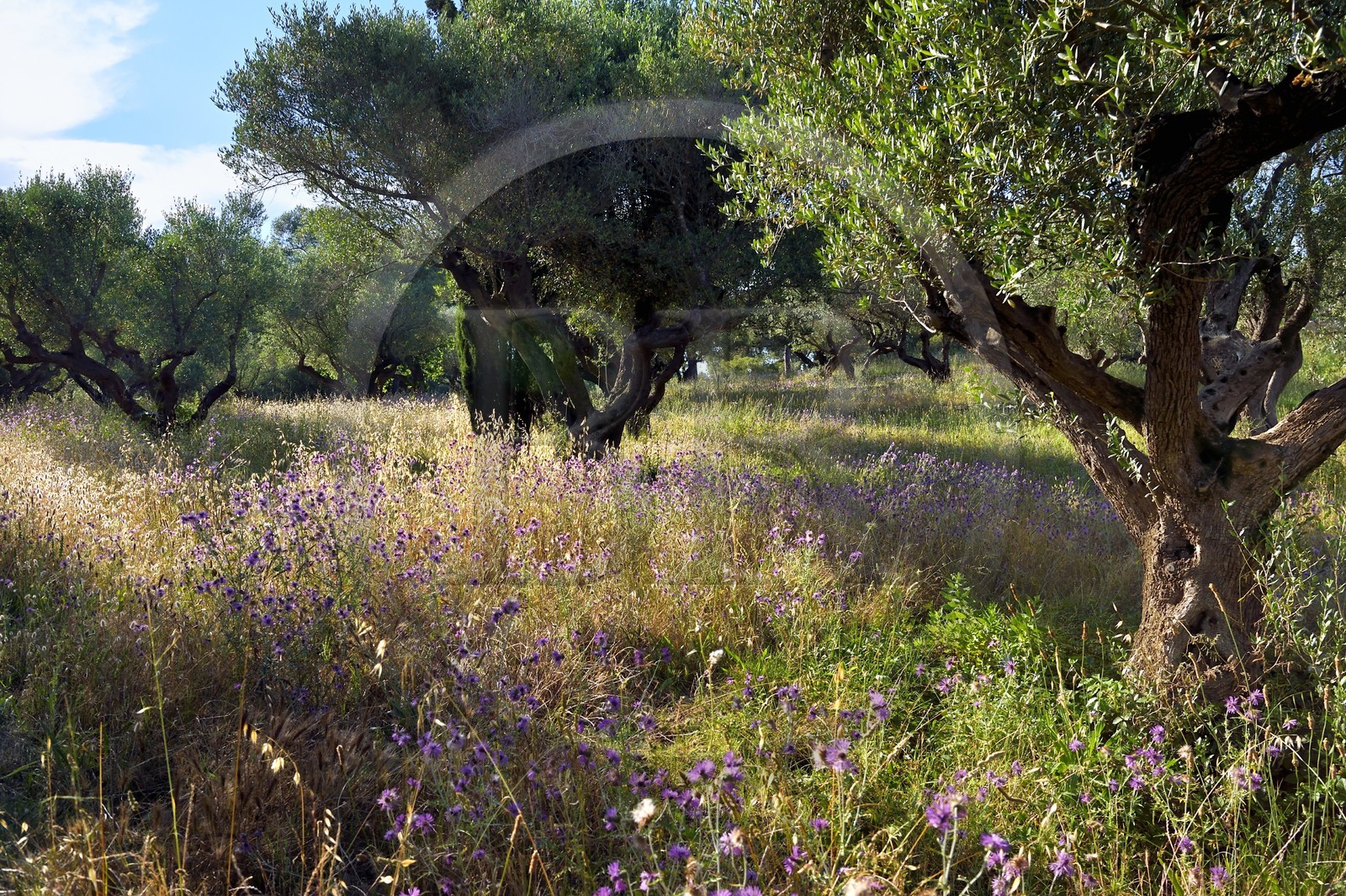 France, Var, Iles d'Hyeres, Parc National de Port Cros (National park of Port Cros), Porquerolles island, Fondation Carmignac gardens