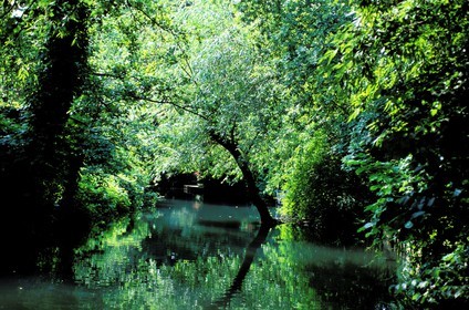 France, Haut Rhin, Colmar, little Venice, district of the Krutenau and the river Lauch
