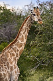 Namibia, Oshikoto region, Etosha National Park, giraffe (Giraffa camelopardalis)