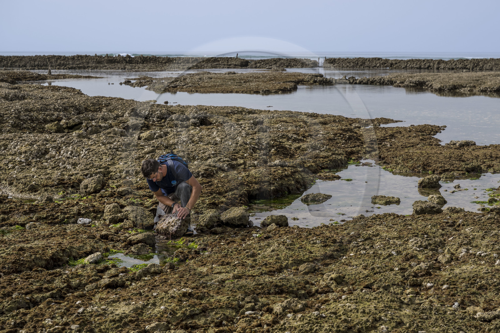 France, Charente-Maritime (17), Ile d'Oléron, Saint-Georges-d'Oléron, sur l’estran de la plage des Sables Vignier à marée basse, Zacharie Gaudin chercheur en physiologie végétale et animateur nature à IODDE