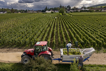 France, Côte-d'Or (21), les climats de Bourgogne classés Patrimoine Mondial de l'UNESCO, Route des Grands Crus, vignoble de la Côte de Beaune, Meursault, vendanges dans les vignes où les Hospices de Beaune possèdent des parcelles, le village en arrière plan (vue aérienne)