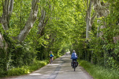 France, Vaucluse, Sorgues, ViaRhona cycle route, cyclists in the shade of the plane trees on the island of Oiselay on the Rhone river