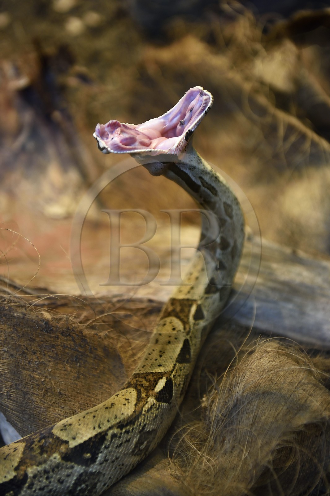 France, Paris (75), Le Parc zoologique de Paris (Zoo de Vincennes), la biozone Guyane dans la Grande Serre, Boa constrictor (Boa constrictor)
