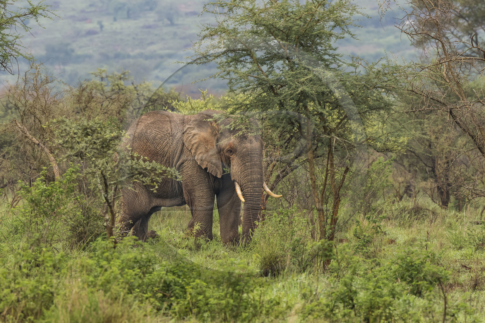 Rwanda, Parc national de l'Akagera, Eléphant de savane (Loxodonta africana)