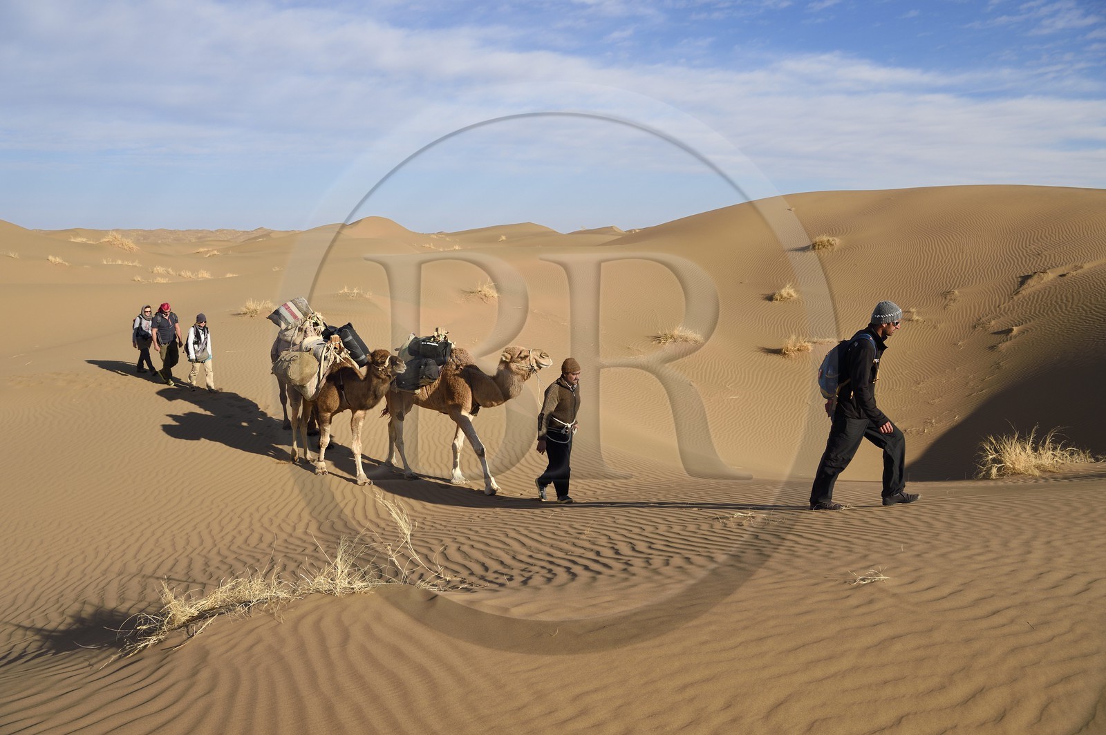 Iran, Province d'Ispahan, désert du Dasht-e Kavir, Mesr dans la région de Khur et Biabanak, caravane de dromadaires dans les dunes du lieu dit de Kuh e-Sefid lors d'une randonnée chamelière
