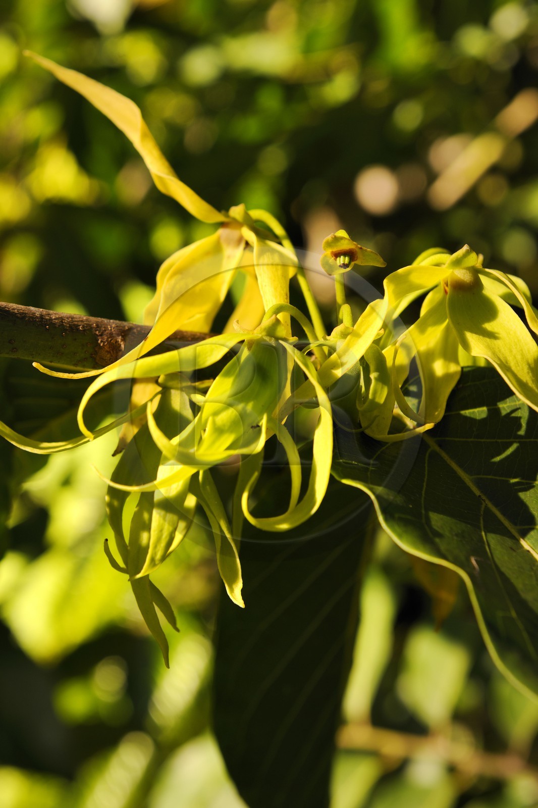 France, île de la Réunion, le Cananga odorata ou ylang-ylang