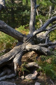 France, Corse du Sud, Alta Rocca, Bavella, tree stump in the corsican pine forest (Pinus laricio)
