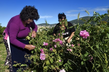 France, Alpes-Maritimes (06), Grasse, cueillette dans le champ de rose Centifolia de l'horticulteur Constant Viale par la gitane Nini Lafleur (en gilet violet) qui était la femme de Alain Delon dans le film Le Gitan