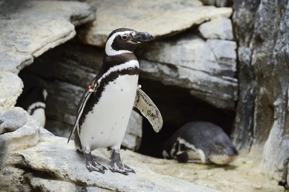 Portugal, Lisbonne, Parque das Nações (Parc des nations) construit pour l'exposition universelle de 1998, Oceanário (Oceanarium),  Manchot de Magellan (Spheniscus magellanicus)