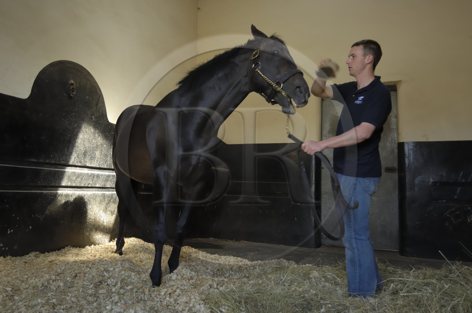 Republic of Ireland, County Kildare, Maynooth, Derrinstown Stud, horse grooming