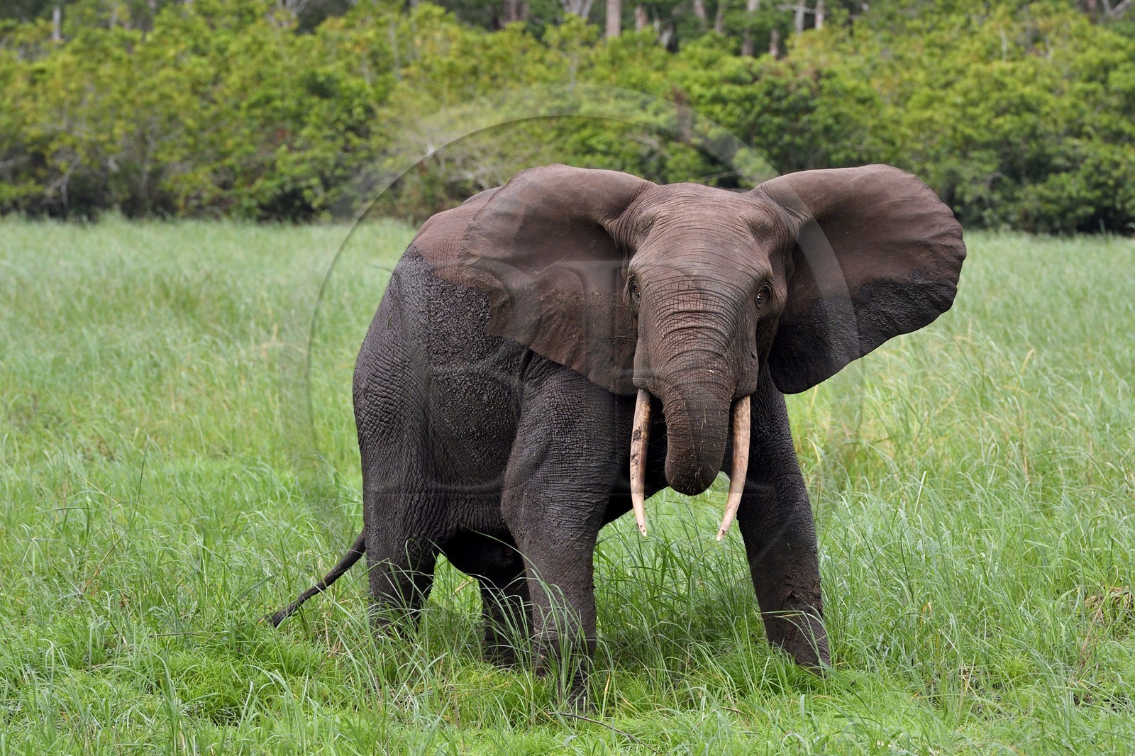 Gabon, province de Ogooué- Maritime, Parc National du Loango, site de Akaka dans la lagune du Fernan Vaz (Nkomi), éléphant de forêt d'Afrique (Loxodonta cyclotis)
