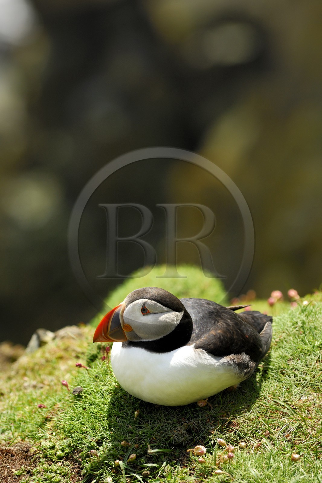 Royaume-Uni, Ecosse, les Shetland, Macareux moine