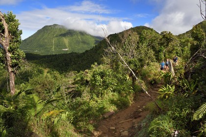 Caraïbes, Ile de la Dominique, Castle Bruce, Parc national du Morne Trois Pitons classé Patrimoine Mondial de l'UNESCO, randonneurs sur le sentier traversant la forêt tropicale et menant à la la Vallée de la Désolation puis au Boiling Lake