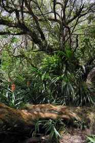 France, île de la Réunion, forêt de Bélouve