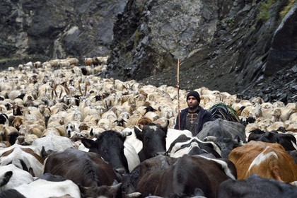 Azerbaïdjan, région de Ismailli, berger et son troupeau de moutons en transhumance sur la route descendant de Lahij (Lahic), béliers