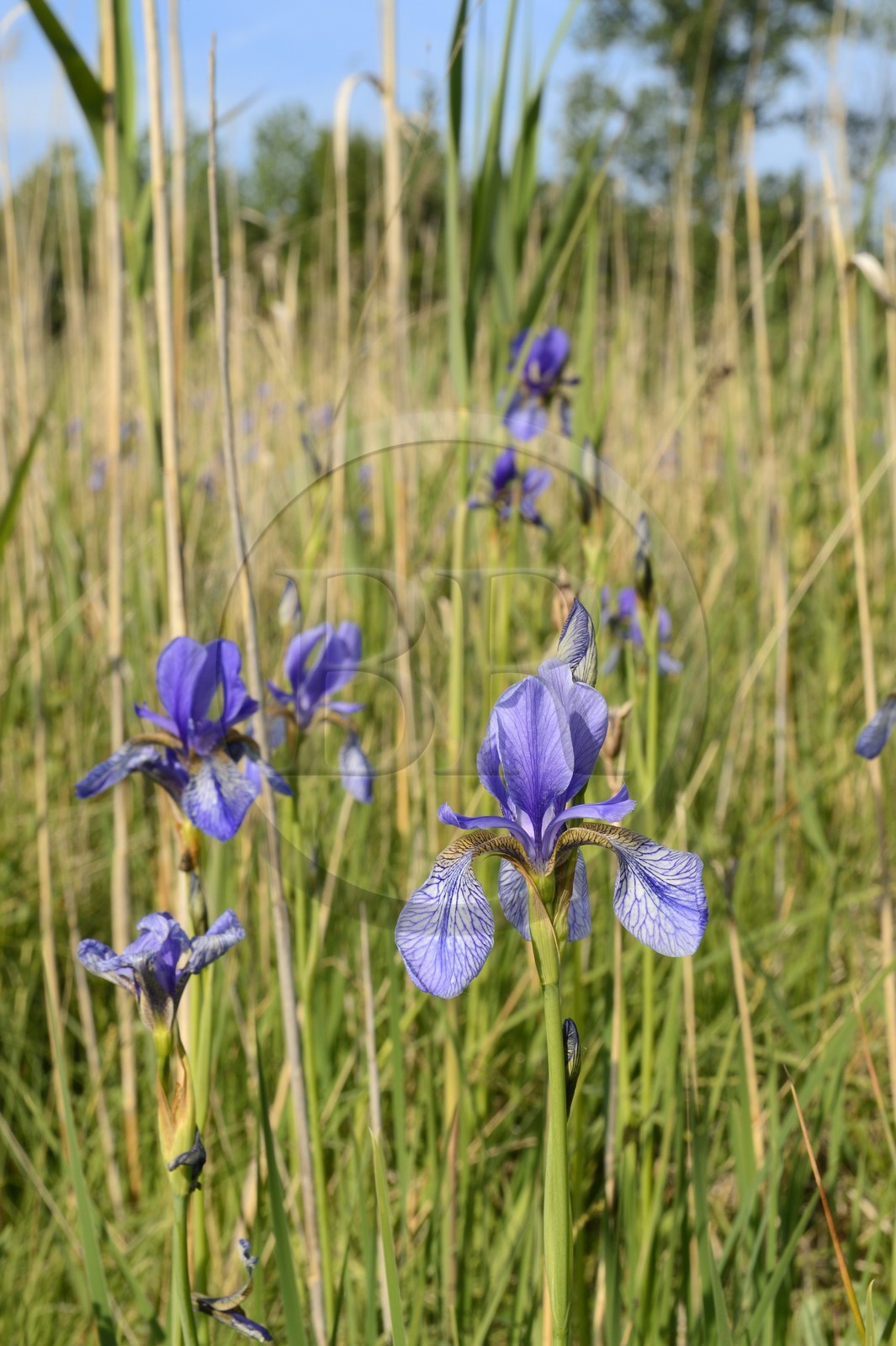 France, Bas-Rhin (67), le Grand Ried vers Herbsheim, la prairie humide, iris de Sibérie (Iris sibirica)